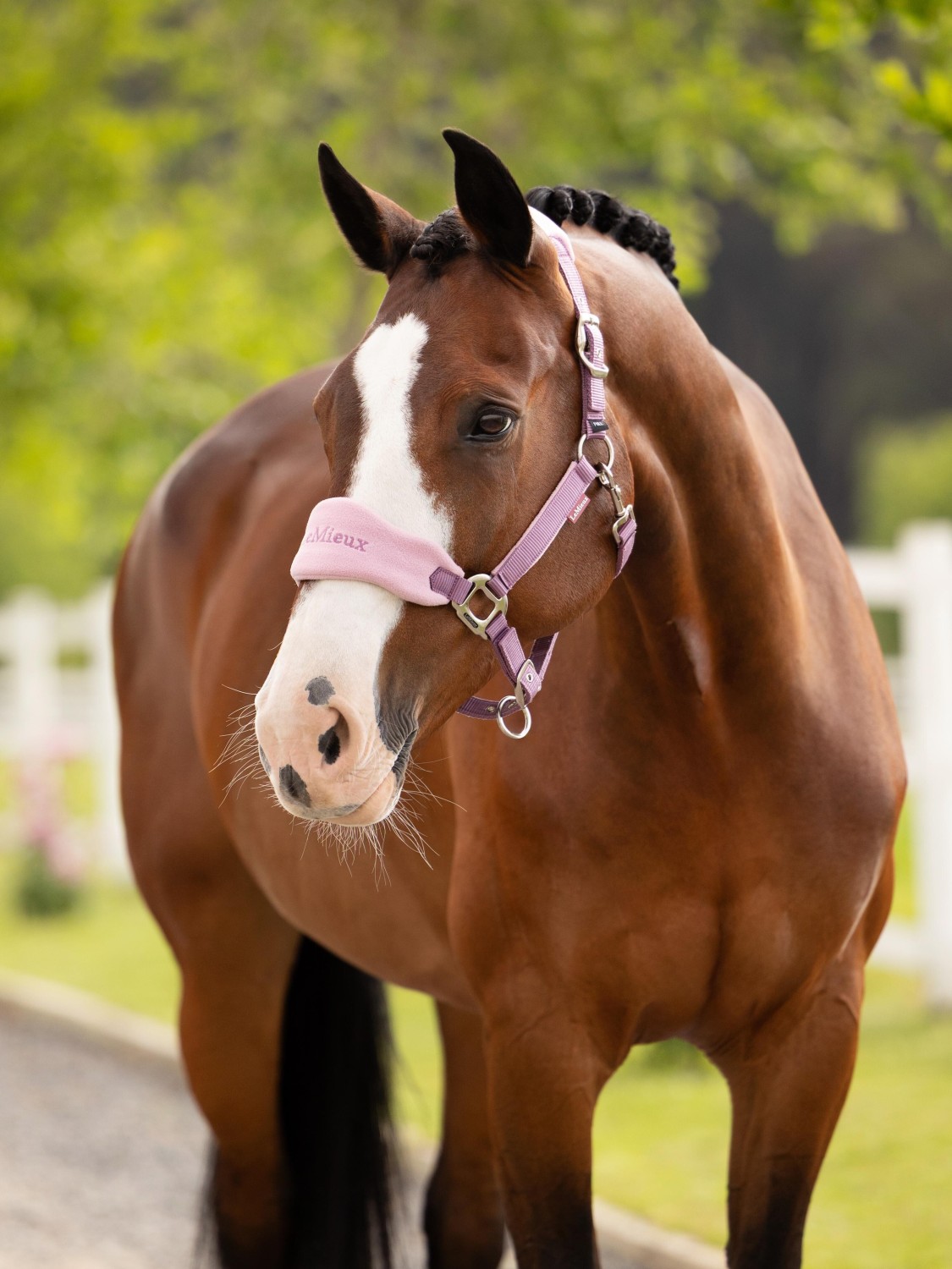 LeMieux Vogue Headcollar & Leadrope Mallow - Image 2