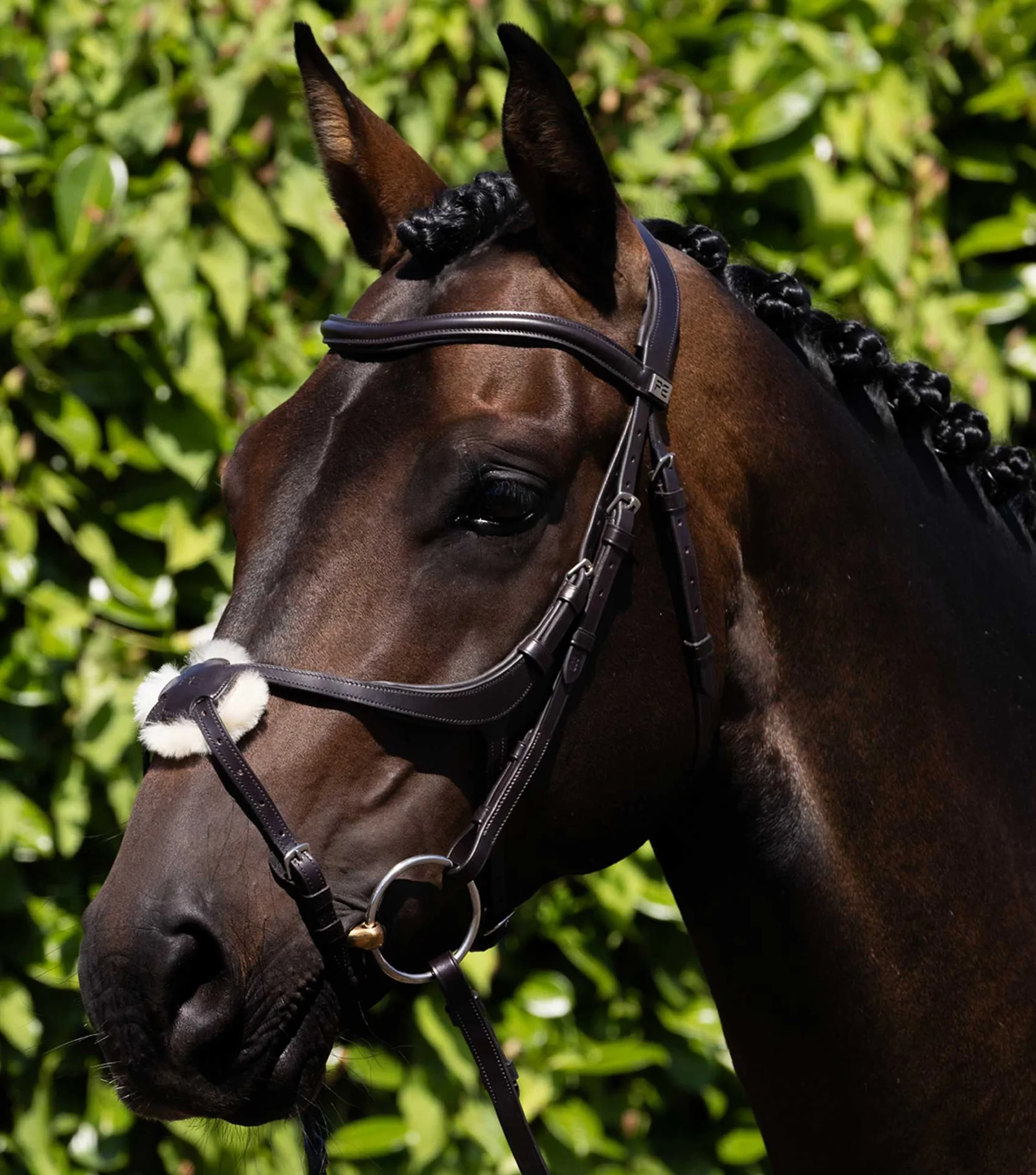 Glorioso Grackle Bridle Brown